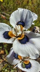 Moraea villosa