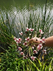 Butomus umbellatus