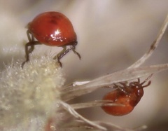 Bagrada hilaris