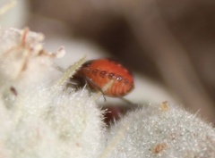 Bagrada hilaris