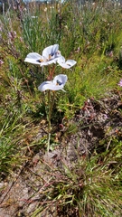 Moraea villosa