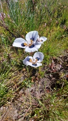 Moraea villosa