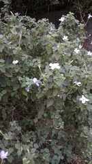 Barleria longiflora