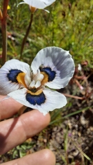 Moraea villosa