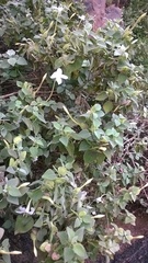 Barleria longiflora