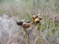 Solanum donianum
