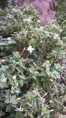 Barleria longiflora