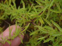 Dischisma ciliatum erinoides