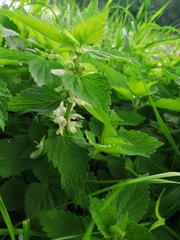 Lamium album