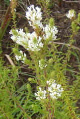 Dischisma ciliatum erinoides