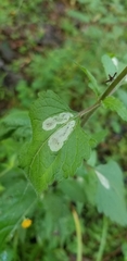 Calycomyza eupatoriphaga