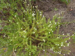 Dischisma ciliatum erinoides