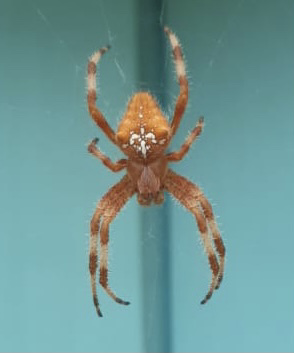 Pale Cross Orbweaver