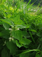 Lamium album