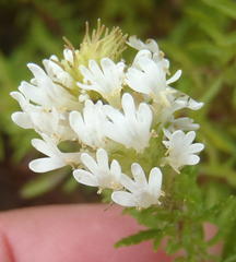 Dischisma ciliatum erinoides