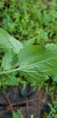 Calycomyza eupatoriphaga