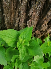 Lamium album