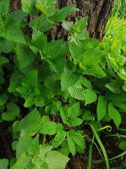 Lamium album