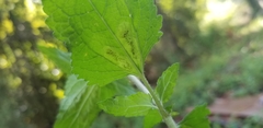 Calycomyza eupatoriphaga