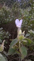 Barleria longiflora