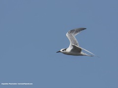 Thalasseus sandvicensis