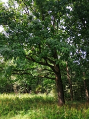 Quercus robur