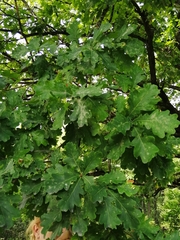 Quercus robur