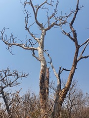Albizia tanganyicensis