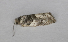 Gypsonoma adjuncta