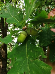 Quercus robur