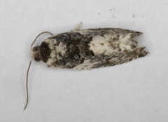 Gypsonoma adjuncta