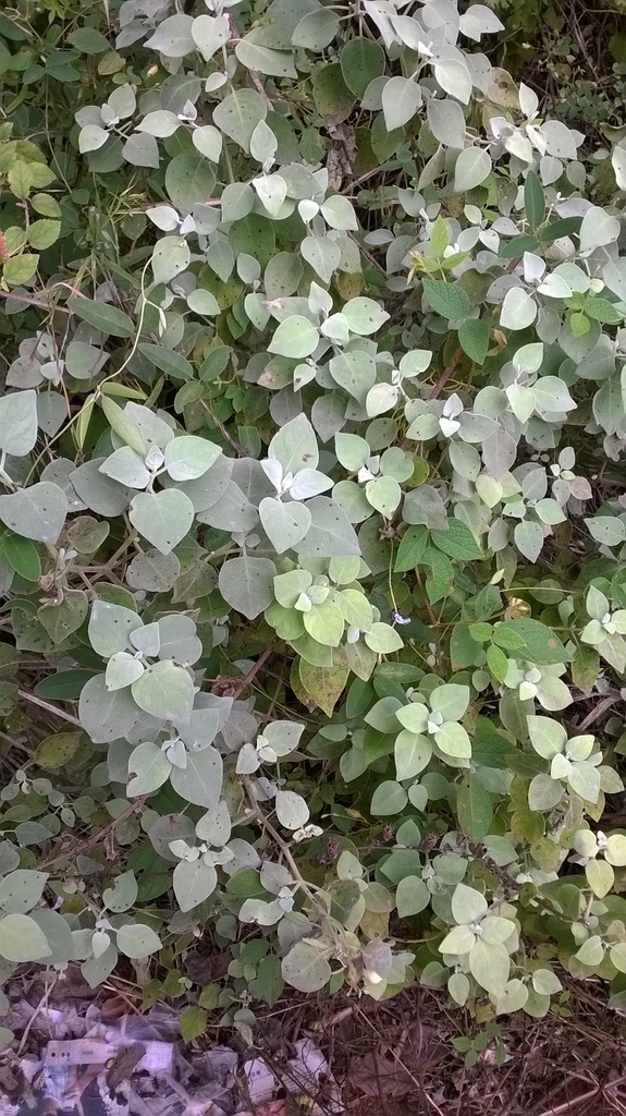 Long-Flower Bush-Violet