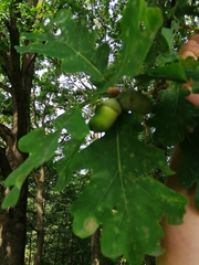 Quercus robur