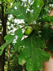 Quercus robur