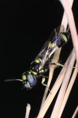 Philanthus coarctatus