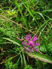 Centaurea jacea
