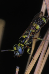 Philanthus coarctatus