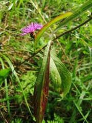 Centaurea jacea