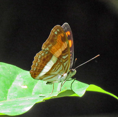 Adelpha boeotia