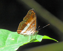 Adelpha boeotia