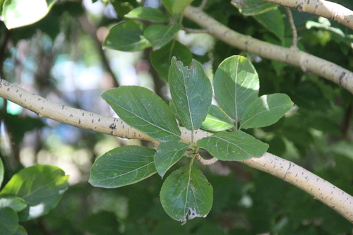 mongolian poplar
