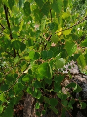 Betula pendula