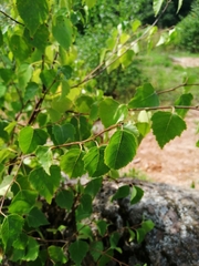 Betula pendula