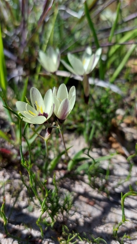 Geissorhiza purpureolutea