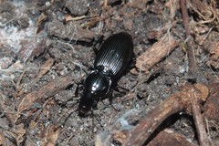 Pterostichus stygicus