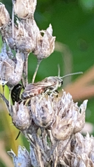 Halictus