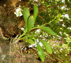 Polystachya mauritiana