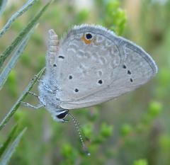 Eicochrysops messapus messapus