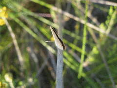 Eicochrysops messapus messapus