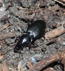 Pterostichus stygicus